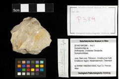 Foto (Objekt + Etiketten) von Goniodromites sp. 